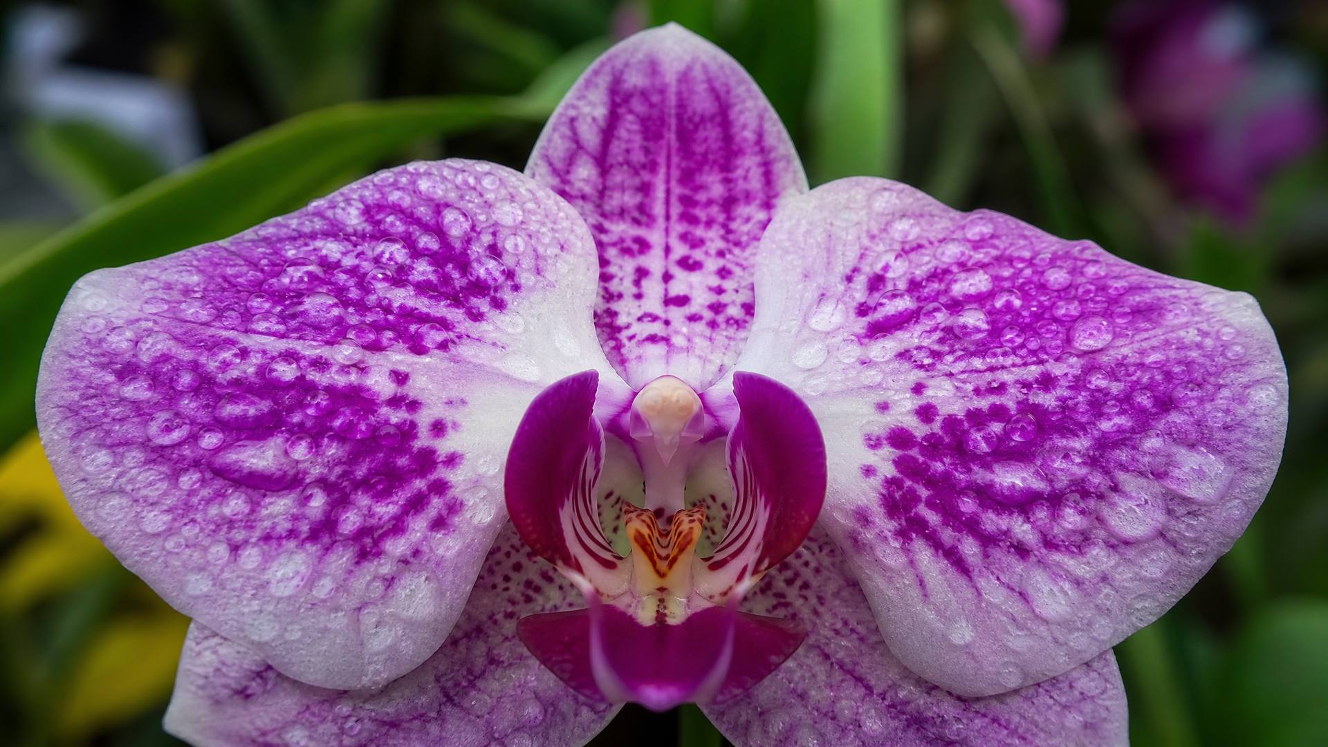 蜜芽